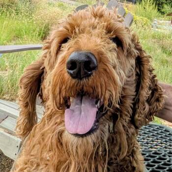 Wyatt -  Standard Poodle and Labrador Retriever Dog for Adoption in Flagstaff, Arizona - Wyatt | PetCurious