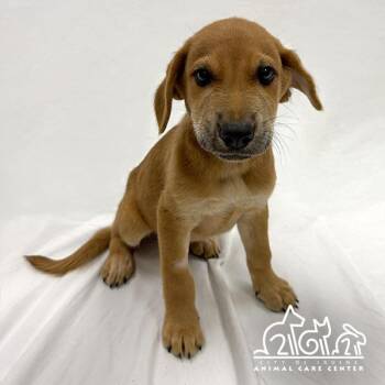 MARS -  German Shepherd Dog and Mixed Breed Dog for Adoption in Irvine, California - MARS | PetCurious