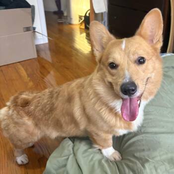 Corgi Dogs Available for Adoption - Gusty | PetCurious