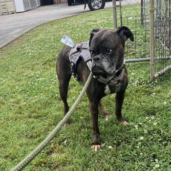 Kodak -  Mixed Breed Dog for Adoption in Chattanooga, Tennessee - Kodak | PetCurious