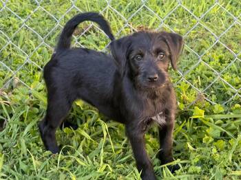 Lucy -  Labrador Retriever Dog for Adoption in Kimberlin Heights, Tennessee - Lucy | PetCurious