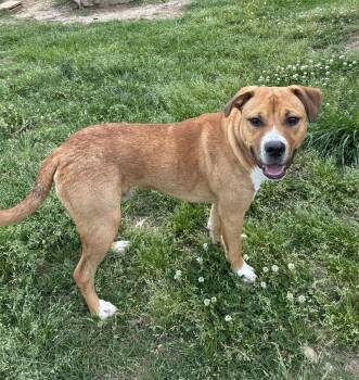 Shepherd Dogs Available for Adoption in Senatobia, Mississippi - Max | PetCurious