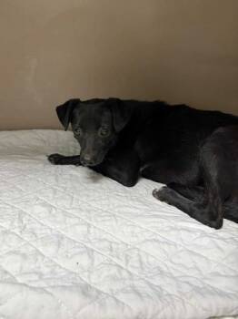 Rescue Mixed Breed Dogs for Adoption in Buchanan Dam, Texas - Cooper | PetCurious