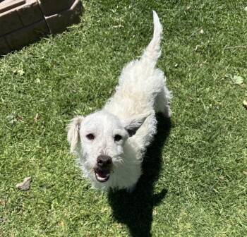 Poodle Dogs Available for Adoption in Copiague, New York - Jicama | PetCurious
