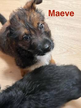 Maeve -  Border Collie Dog for Adoption in Eugene, Oregon - Maeve | PetCurious