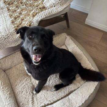 Aries -  Husky and Mixed Breed Dog Available for Adoption in Hawkestone, Ontario - Aries | PetCurious