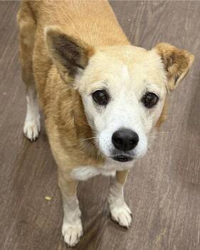 Chihuahua Dogs Available for Adoption in Larkfield-wikiup, California - Ernestine | PetCurious