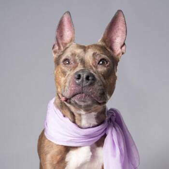 Chanel -  Pit Bull Terrier and Mixed Breed Dog for Adoption in Atlanta, Georgia - Chanel | PetCurious