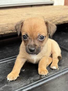 Dachshund and Chihuahua Dogs Available for Adoption - Cluck | PetCurious