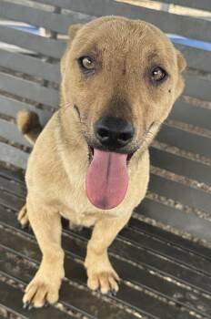 Corgi and Terrier Dogs Available for Adoption - Owen | PetCurious