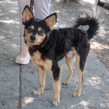 CLAUD -  Chihuahua and Mixed Breed Dog for Adoption in Richmond, California - CLAUD | PetCurious