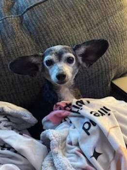 Rescue Chihuahua and Dachshund Dogs for Adoption in North Little Rock, Arkansas - Juno | PetCurious