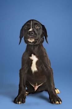 Merle -  Labrador Retriever Dog for Adoption in Wolcott, Connecticut - Merle | PetCurious