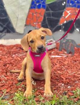 PEDI -  Labrador Retriever Dog for Adoption in Miami, Florida - PEDI | PetCurious