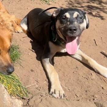 Pit Bull Terrier and Mixed Breed Dogs Available for Adoption in Fayetteville, Arkansas - Halo | PetCurious