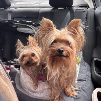 Kay and Rose -  Yorkshire Terrier Dog for Adoption in Taunton, Massachusetts - Kay And Rose | PetCurious