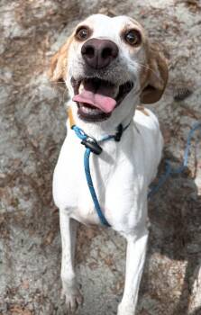 Bubbles -  Hound Dog for Adoption in Georgetown, South Carolina - Bubbles | PetCurious