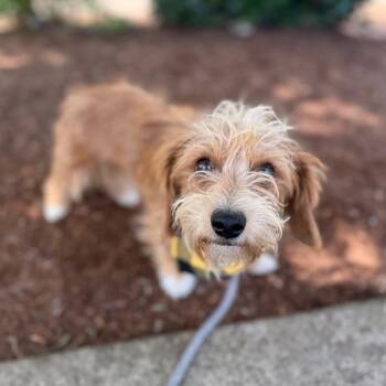 Teddy -  Terrier and Mixed Breed Dog for Adoption in Newberg, Oregon - Teddy | PetCurious