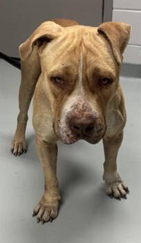 Pit Bull Terrier Dogs Available for Adoption - BAINE | PetCurious