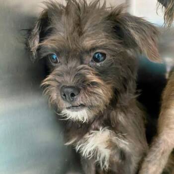Lisa 26-09-120 -  Terrier and Mixed Breed Dog for Adoption in Bastrop, Texas - Lisa 26-09-120 | PetCurious