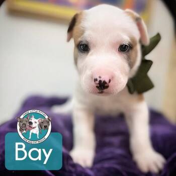 Pit Bull Terrier and American Bully Dogs Available for Adoption - Bay Bridge | PetCurious