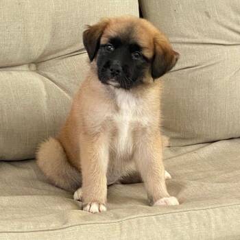 Sissy -  Black Mouth Cur Dog for Adoption in New Tazewell, Tennessee - Sissy | PetCurious