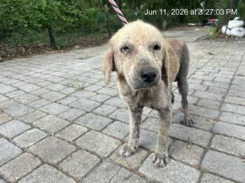 KARSON -  Golden Retriever Dog for Adoption in Ocala, Florida - KARSON | PetCurious