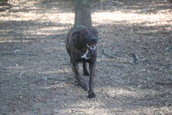 Shepherd and Black Mouth Cur Dogs Available for Adoption in Brookhaven, Mississippi - Chocco 26 | PetCurious