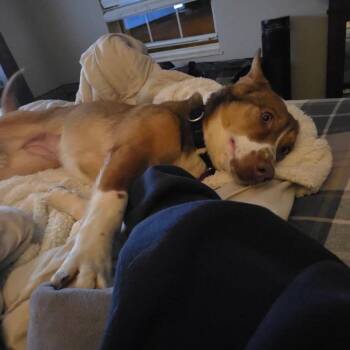 Collie and Cattle Dog Dogs Available for Adoption in Avon, Ohio - Nutmeg | PetCurious