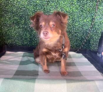 61149819 -  Chihuahua and Mixed Breed Dog for Adoption in El Paso, Texas - 61149819 | PetCurious