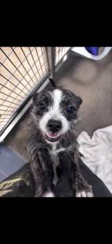 Chihuahua and Border Terrier Dogs Available for Adoption in Bloomingdale, New Jersey - Cherry | PetCurious