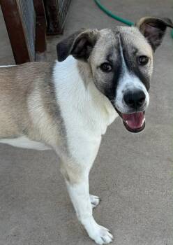 Anatolian Shepherd Dogs Available for Adoption - Portia  | PetCurious