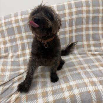 Poodle Dogs Available for Adoption in Houston, Texas - Woody | PetCurious