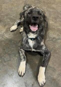 Brisket -  Anatolian Shepherd Dog for Adoption in Austin, Arkansas - Brisket | PetCurious