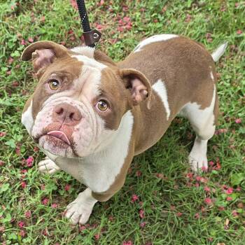 Natalie -  Mixed Breed Dog for Adoption in Greensboro, North Carolina - Natalie | PetCurious