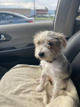 Oreo -  Terrier Dog for Adoption in Gainesville, Virginia - Oreo | PetCurious