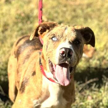 Rescue Australian Shepherd and Labrador Retriever Dogs for Adoption in Locust Fork, Alabama - Champ | PetCurious