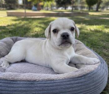 French Bulldog and Staffordshire Bull Terrier Dogs Available for Adoption in Corona, California - Liam | PetCurious