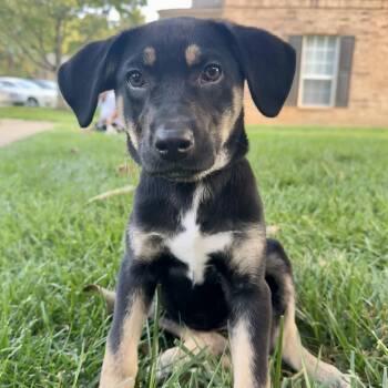 Gracie -  Shepherd Dog for Adoption - Gracie | PetCurious
