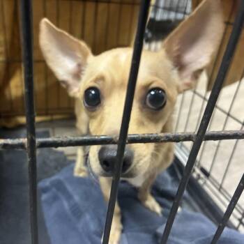 Steve -  Chihuahua Dog for Adoption in Pasadena, California - Steve | PetCurious