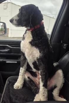 Ollie -  Bernadoodle Dog for Adoption in Salem, Oregon - Ollie | PetCurious