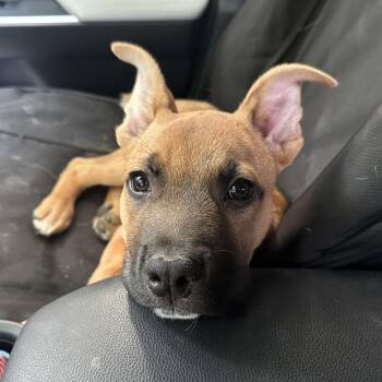 Tater -  German Shepherd Dog and Mixed Breed Dog for Adoption in Detroit Lakes, Minnesota - Tater | PetCurious