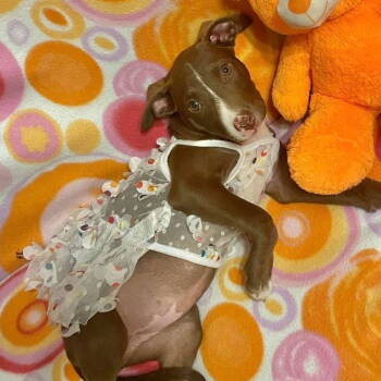 Rescue Labrador Retriever and Terrier Dogs for Adoption in Grand Bay, Alabama - Izzy | PetCurious