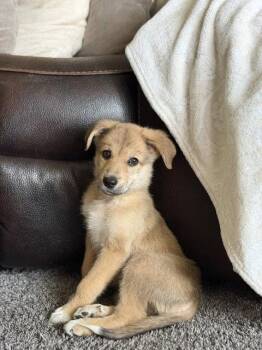 **ESTEE** -  Australian Shepherd Dog for Adoption in North Prairie, Wisconsin - **ESTEE** | PetCurious