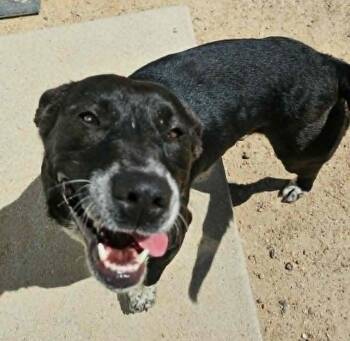 Cookie -  Australian Kelpie and Bull Terrier Dog for Adoption in Chappell, Nebraska - Cookie | PetCurious