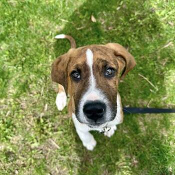 Mixed Breed Dogs Available for Adoption in Oshkosh, Wisconsin - Buster-Affectionate, Smart, Loving | PetCurious