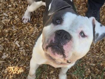 TAKO -  Pit Bull Terrier and Mixed Breed Dog for Adoption in Kent, Washington - TAKO | PetCurious