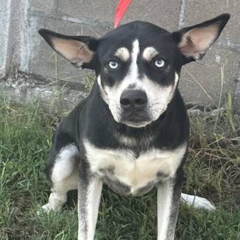 Siff - Local Sept 11-13 -  Husky Dog for Adoption in Brookshire, Texas - Siff - Local Sept 11-13 | PetCurious