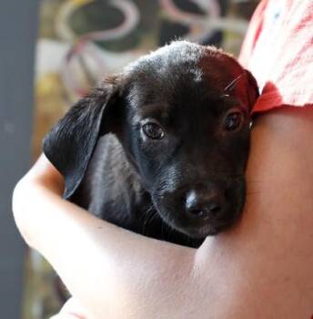 Lux -  Mixed Breed Dog for Adoption in West Chester, Pennsylvania - Lux | PetCurious