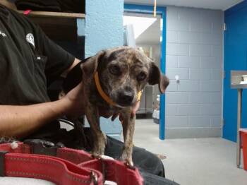 BULLET -  Dachshund and Rat Terrier Dog for Adoption in Albuquerque, New Mexico - BULLET | PetCurious